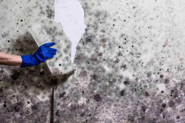 Best Post-Flood Mold Remediation in St Andrews, SC